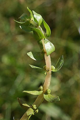 Elatine alsinastrum L. © PACHES Gilles