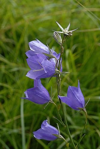 Campanula persicifolia L. © DALMAS Jean-Pierre