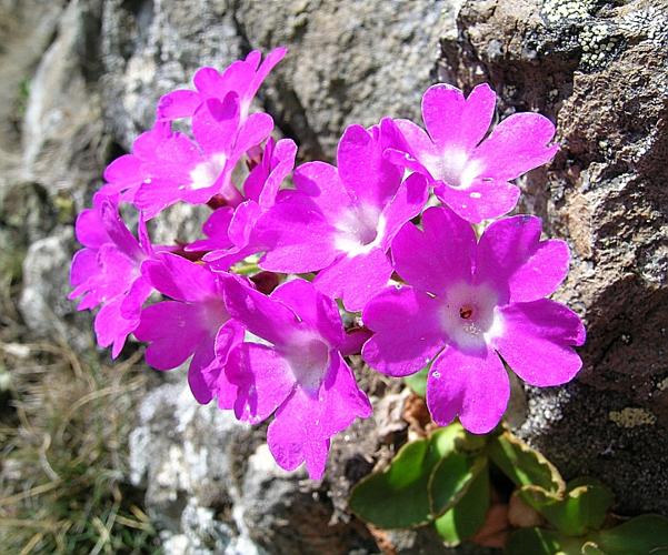 Primula pedemontana Gaudin subsp. pedemontana © VILLARET Jean-Charles