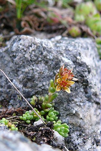 Sedum alpestre Vill., 1779 © MIKOLAJCZAK Alexis