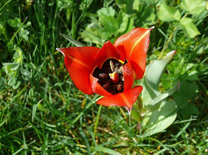 Tulipa raddii Reboul © BONNET Véronique