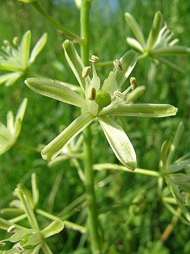 Ornithogalum pyrenaicum L. © VILLARET Jean-Charles