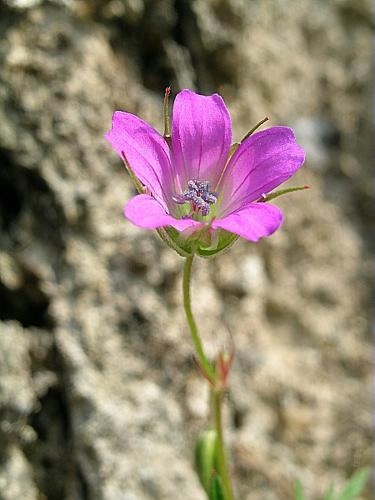 Geranium columbinum L. © VILLARET Jean-Charles