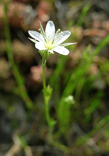 Minuartia rostrata (Pers.) Rchb., 1842 © VILLARET Jean-Charles