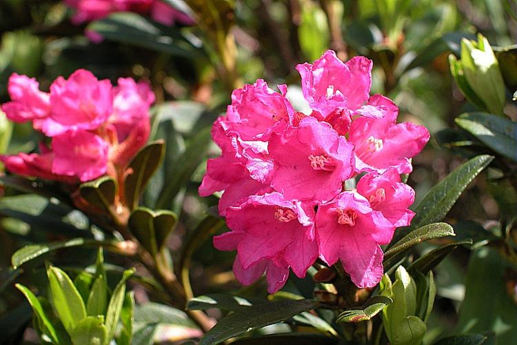 Rhododendron ferrugineum L. © VILLARET Jean-Charles