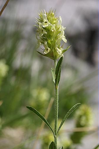 Sideritis hyssopifolia L. subsp. hyssopifolia © PACHES Gilles