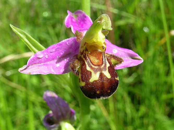 Ophrys apifera Hudson © VILLARET Jean-Charles