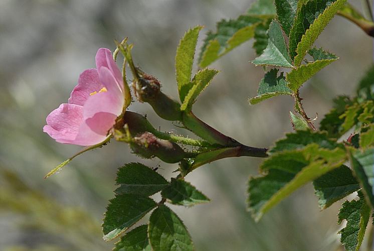 Rosa rubiginosa L., 1771 © DALMAS Jean-Pierre