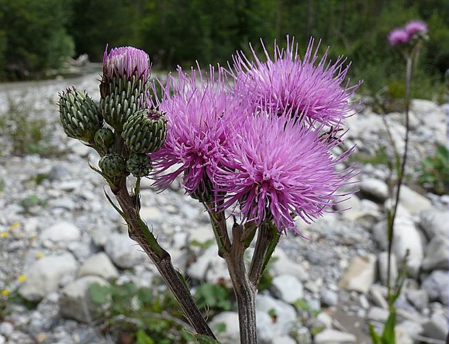 Cirsium monspessulanum (L.) Hill © VILLARET Jean-Charles