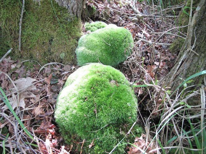 Leucobryum glaucum (Hedw.) Angstr. © BILLARD Gilbert