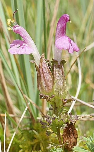 Pedicularis sylvatica L. © BONNET Véronique