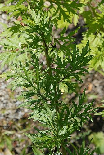 Artemisia vulgaris L. © DALMAS Jean-Pierre