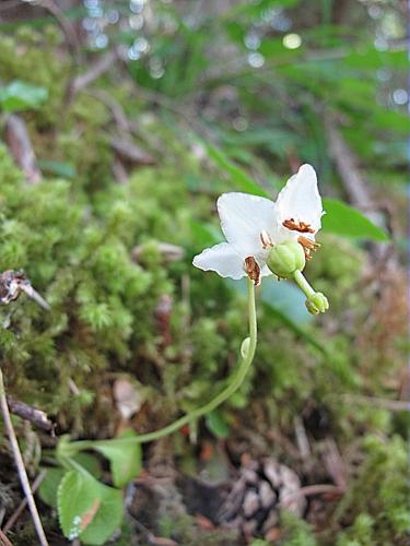 Moneses uniflora (L.) A. Gray © BILLARD Gilbert