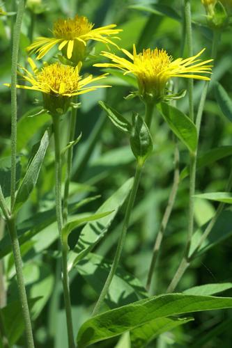 Inula helvetica Weber © PACHES Gilles