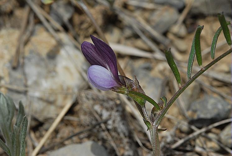 Vicia peregrina L., 1753 © DALMAS Jean-Pierre