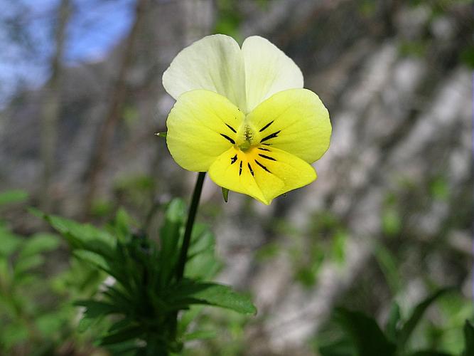 Viola tricolor L. © VILLARET Jean-Charles