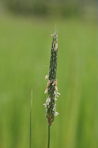 Alopecurus bulbosus Gouan © PACHES Gilles