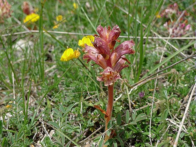 Orobanche caryophyllacea Sm. © ABDULHAK Sylvain