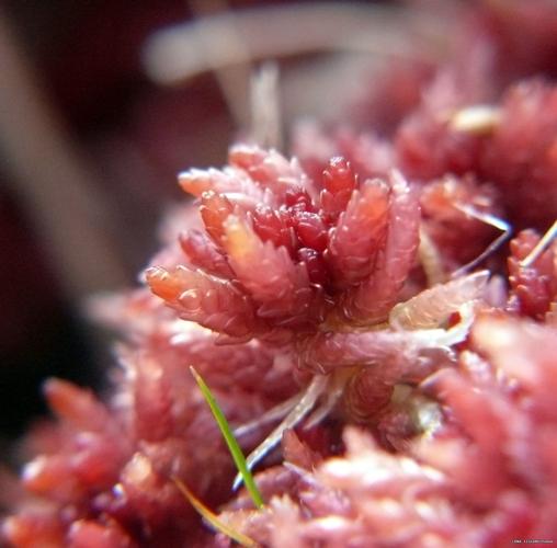 Sphagnum magellanicum Brid. © LEGLAND Thomas