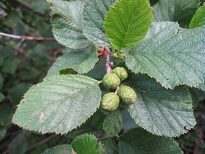 Alnus alnobetula (Ehrh.) K.Koch subsp. alnobetula © BILLARD Gilbert