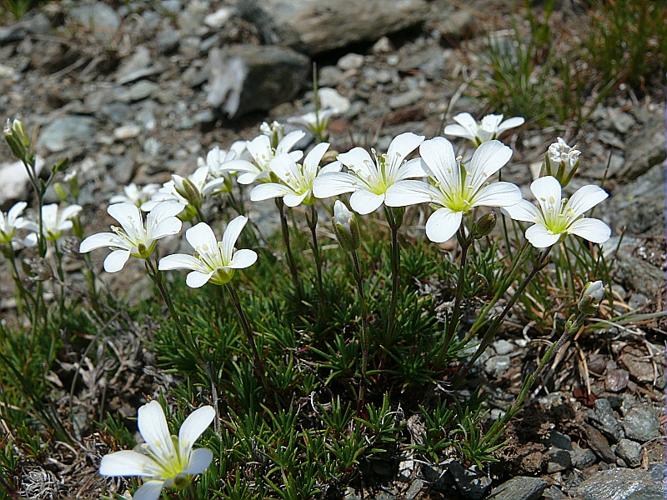 Minuartia laricifolia (L.) Schinz & Thell. subsp. laricifolia © VILLARET Jean-Charles