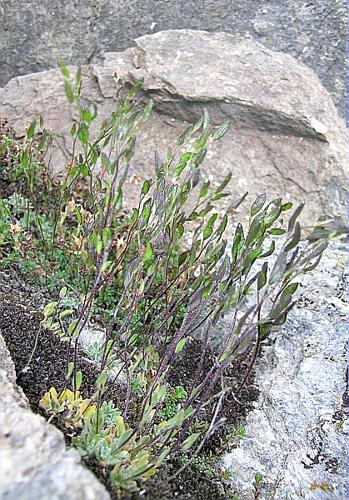 Draba dubia Suter © VILLARET Jean-Charles