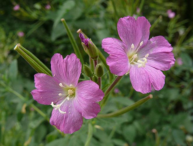 Epilobium hirsutum L. © VILLARET Jean-Charles