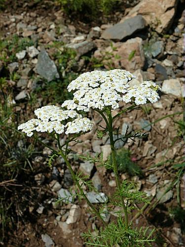 Achillea nobilis L., 1753 © VILLARET Jean-Charles