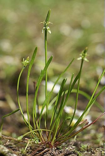 Myosurus minimus L. © PACHES Gilles