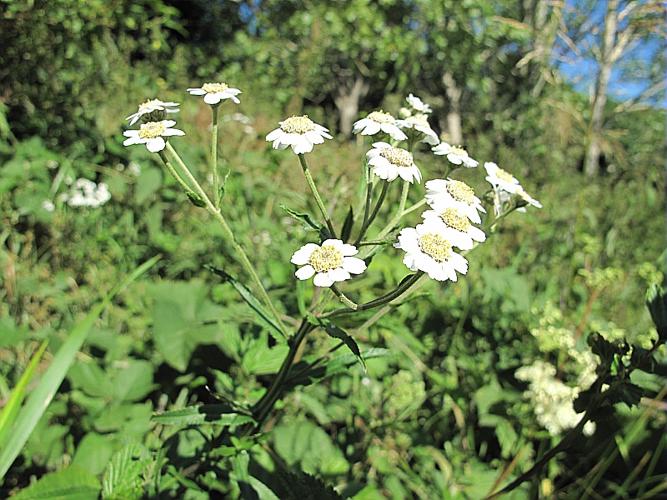 Achillea ptarmica L. subsp. ptarmica © BILLARD Gilbert