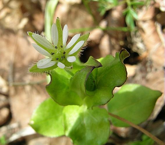 Stellaria media (L.) Vill., 1789 © VILLARET Jean-Charles