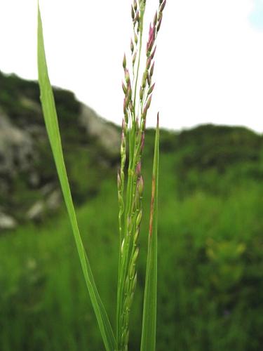 Agrostis schraderiana Bech., 1938 © VILLARET Jean-Charles