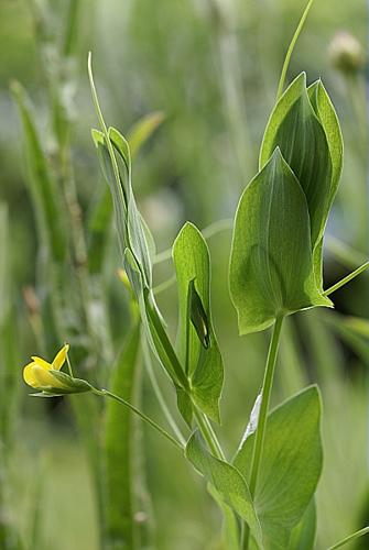 Lathyrus aphaca L., 1753 © PACHES Gilles