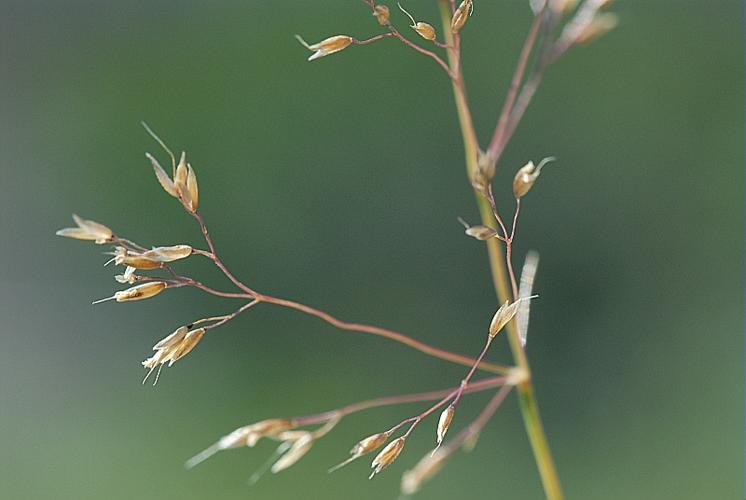 Agrostis alpina Scop., 1771 © DALMAS Jean-Pierre