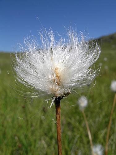 Eriophorum vaginatum L. © VILLARET Jean-Charles