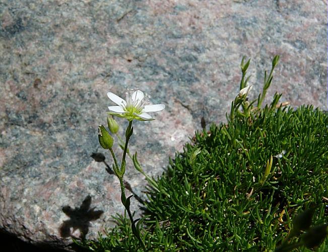 Minuartia recurva (All.) Schinz & Thell. © VILLARET Jean-Charles