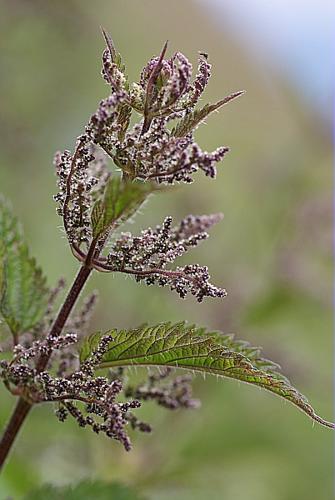 Urtica dioica L. © PACHES Gilles