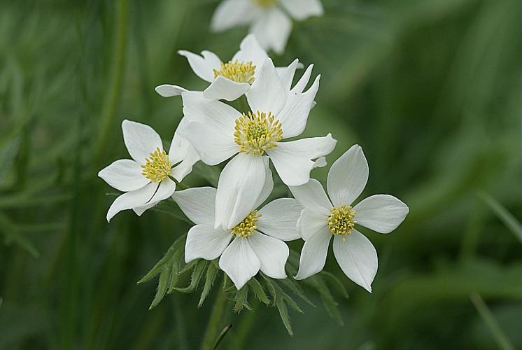 Anemone narcissifolia L. © BONNET Véronique