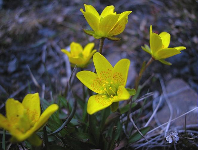 Saxifraga hirculus L. © VILLARET Jean-Charles