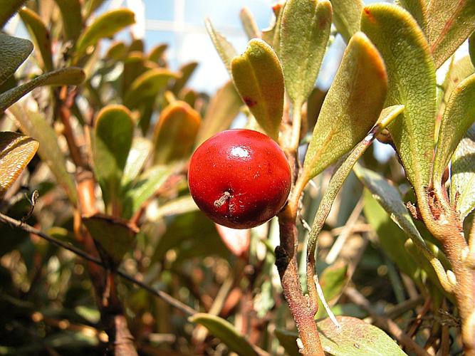 Arctostaphylos uva-ursi (L.) Sprengel subsp. crassifolius (Br.-Bl.) L. Villar © VILLARET Jean-Charles