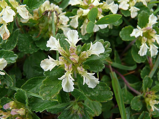 Teucrium pyrenaicum L. © VILLARET Jean-Charles