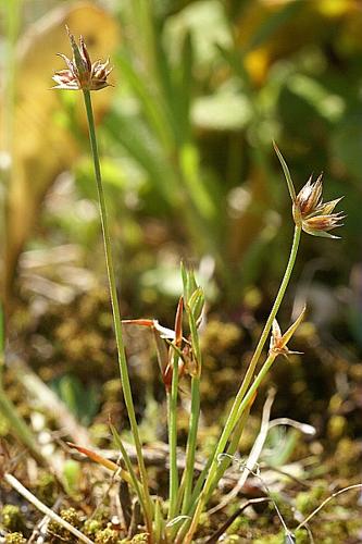 Juncus capitatus Weigel © PACHES Gilles