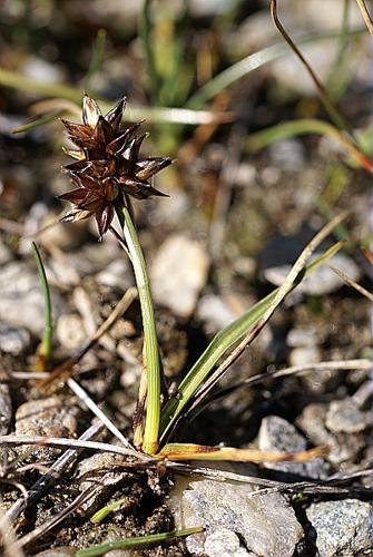 Carex maritima Gunnerus subsp. maritima © PACHES Gilles
