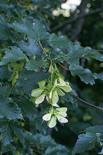Acer pseudoplatanus L. © PACHES Gilles