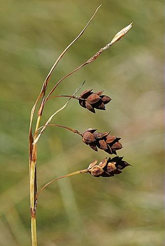 Carex magellanica Lam. subsp. irrigua (Wahlenb.) Hiitonen © PACHES Gilles
