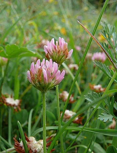 Trifolium fragiferum L. © VILLARET Jean-Charles