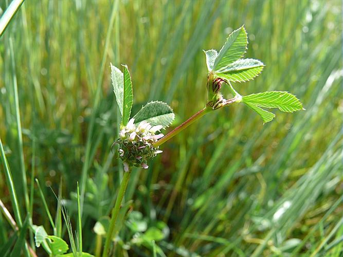 Trifolium glomeratum L. © VILLARET Jean-Charles