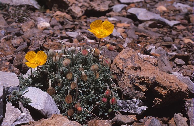 Papaver aurantiacum Loisel. [1809] © BILLARD Gilbert