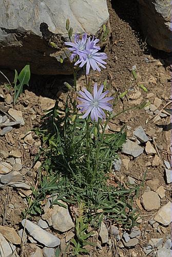 Lactuca perennis L., 1753 © DALMAS Jean-Pierre