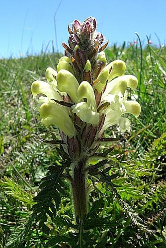 Pedicularis comosa L. subsp. comosa © VILLARET Jean-Charles